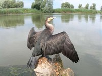 Бакланы  врезались в самолет